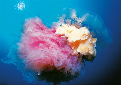 Jellyfish | New Zealand Geographic