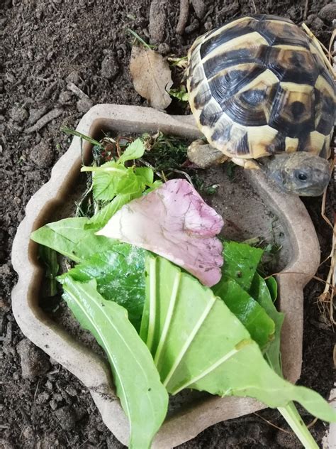 Where Do Hermann Tortoises Live? Meet Their Natural Habitat
