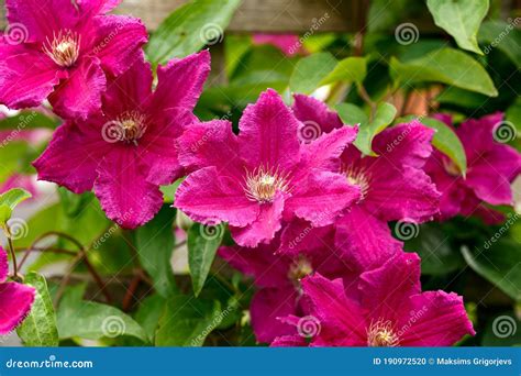 Climbing Vine of Purple Clematis Flowers in Summer Garden Stock Photo ...