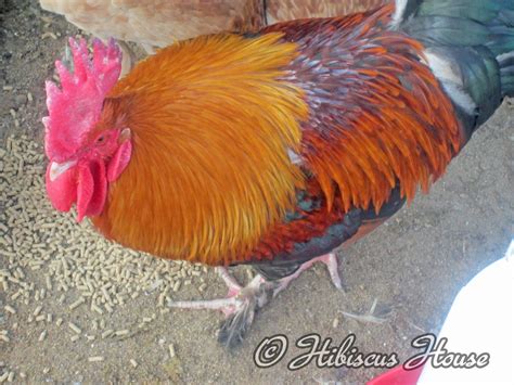 Hibiscus House: French Wheaten Marans