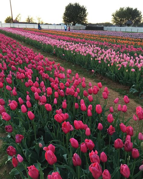 Texas-Tulips Mar 27, 2016 - Dallas, TX Tulip Farm