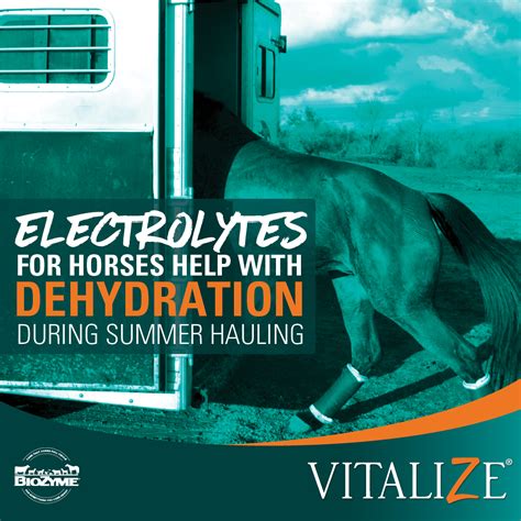 Electrolytes for Horses Help with Dehydration During Summer