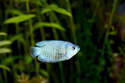 Gourami Types – 20 Different Species of This Glorious Fish