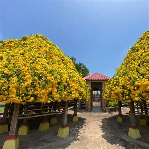 Hug A Plant | Cats Claw Creeper Plant (Hybrid, Multilayer) - Live Plant ...