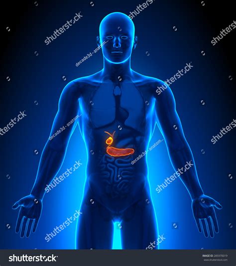 Male Gallbladder Location