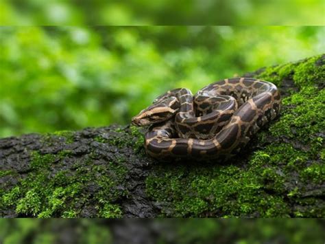 Nag Panchami: ‘Zero Bite’ campaign launched to tackle snake bite ...