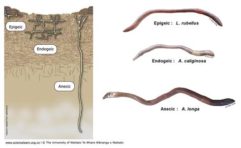 What Do Earthworms Use For Breathing at Patrice Hassinger blog