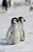 Image result for baby penguins wallpapers