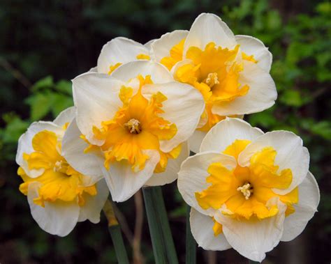 Narcissus 'Love Call' bulbs — Buy online at Farmer Gracy UK
