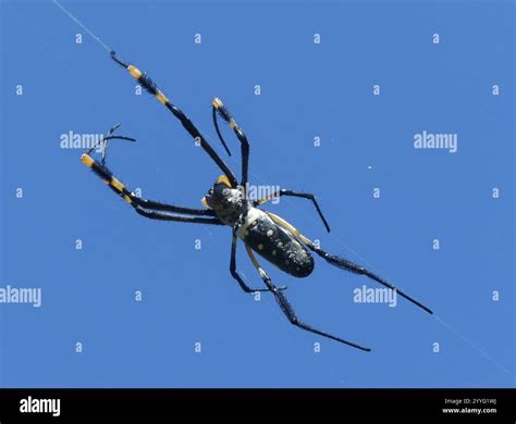 banded-legged golden orb-web spider (Trichonephila senegalensis Stock ...