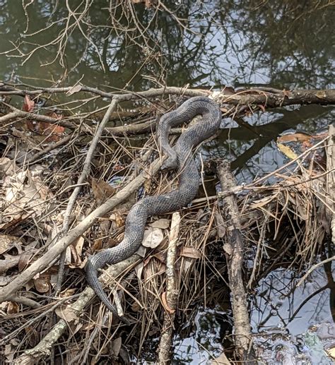 Cottonmouth or Banded Water Snake? NWFL : r/snakes