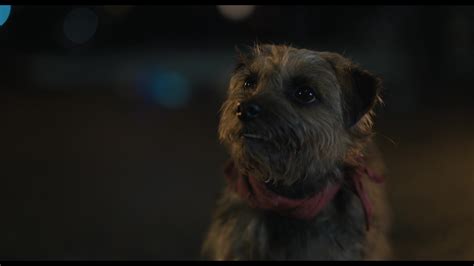 Strays (2023) Screencap | Fancaps