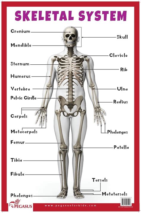Buy Skeletal System - Thick Laminated Primary Chart: Human Body Charts ...