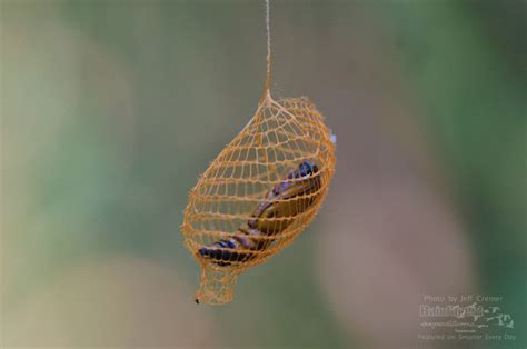 This UNBELIEVABLE Moth Cocoon | Moth cocoon, Space projects and Amazon ...