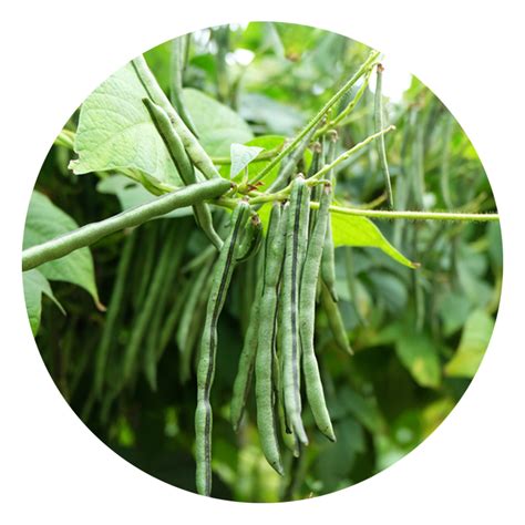 Seeds To Start In August — Green Acres Nursery & Supply