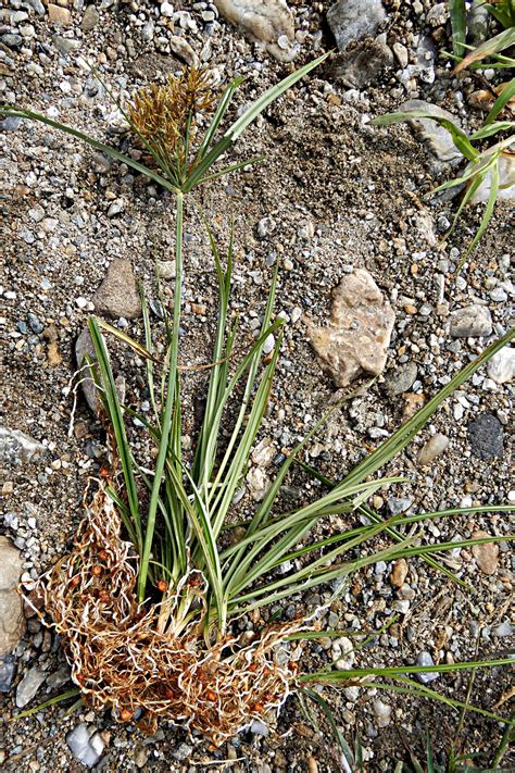 Cyperus esculentus - Burgenland Flora