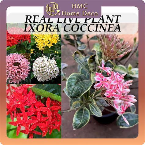 Real Live Plant Ixora Coccinea Flowers Plants Ixora Variegated Jungle Geranium Pokok Hidup 龙船花 ...