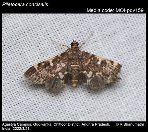 Piletocera concisalis | Moths