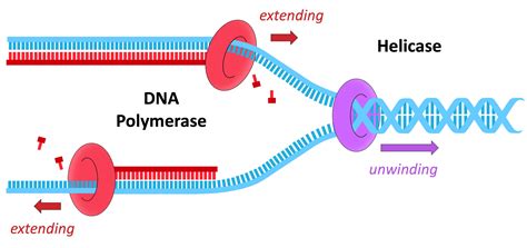 Image result for BioRap DNA Replication