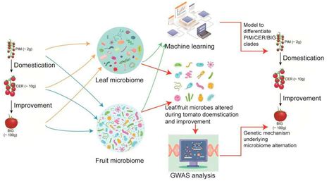 Domestication and Genetic Improvement Alter the Symbiotic Microbiome ...