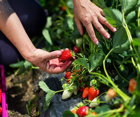 Methods Of Harvesting Strawberries at Jennifer Hanneman blog