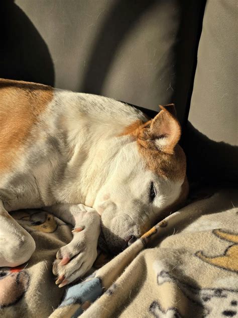 Dog+Knot+Pull+Out+Compilation Photos, Download The BEST Free Dog+Knot ...