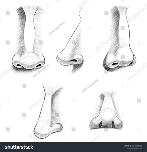 Drawing Human Nose