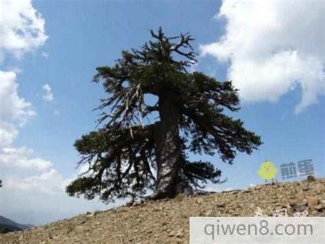 介绍一种千年古树：西班牙橄榄树，被称为地中海最古老的活化石
