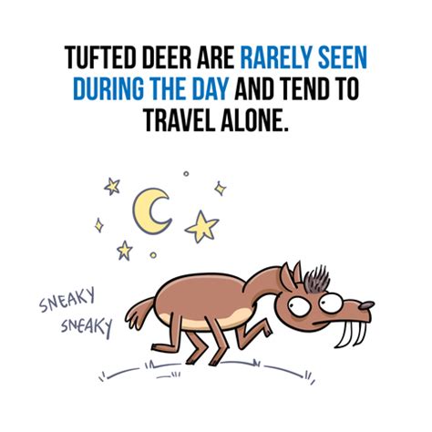 Image result for Deer Exploding