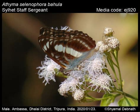 Athyma selenophora | Butterfly