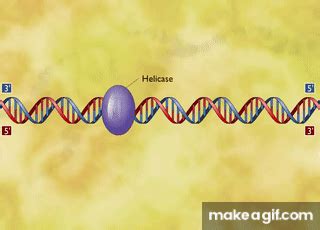 Animation DNA Replication Steps 的图像结果