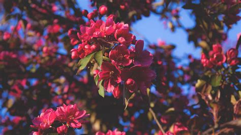 Download wallpaper 1920x1080 flowering, flowers, tree, branches, pink ...