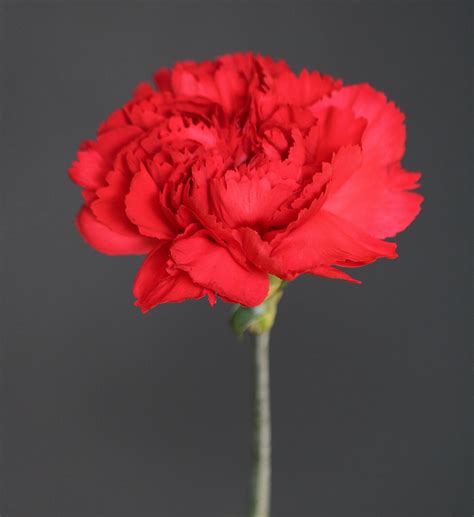 Red Carnation Quotes