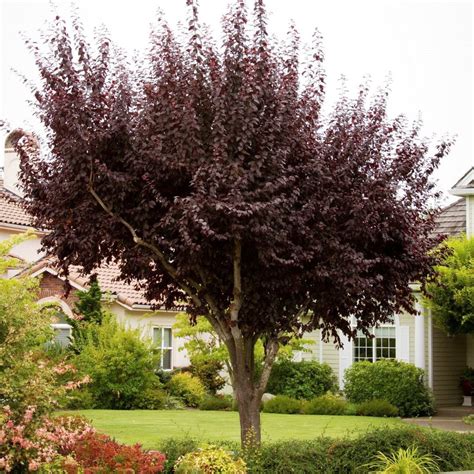 Purple Leaf Plum Tree, Purple-Leaf Plum Trees - Growing, Care, & 6 ...