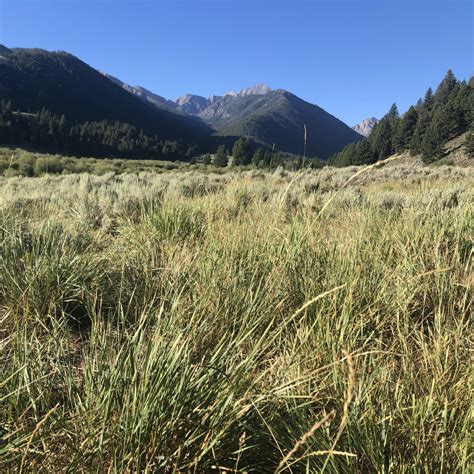 Great Basin Seed - your source for farm, ranch and range seed