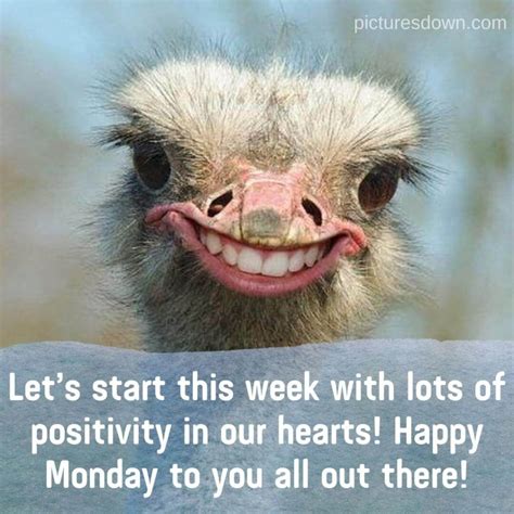 Happy monday image funny ostrich free - picturesdown.com