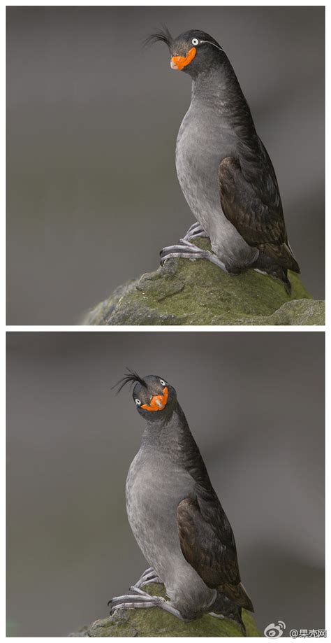 til#凤头海雀有橘子的香味 | today i learned小组 | 果壳网 科技有