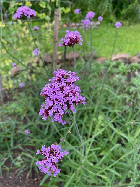 Tall Purple Top Verbena - Revival Seeds