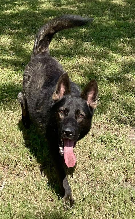 Dogs For Sale | Elite DDR German Shepherd Puppies | Premier German ...