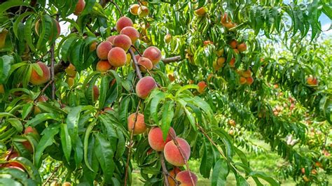 Fruit Tree Care & Pruning: A Hands-On Workshop with Expert Ozzie Coor ...