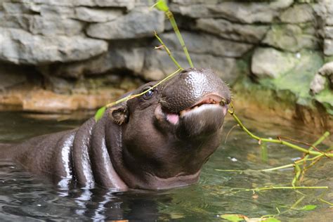 Definitive Guide To Pygmy Hippopotamus Facts, Habitat, Conservation ...