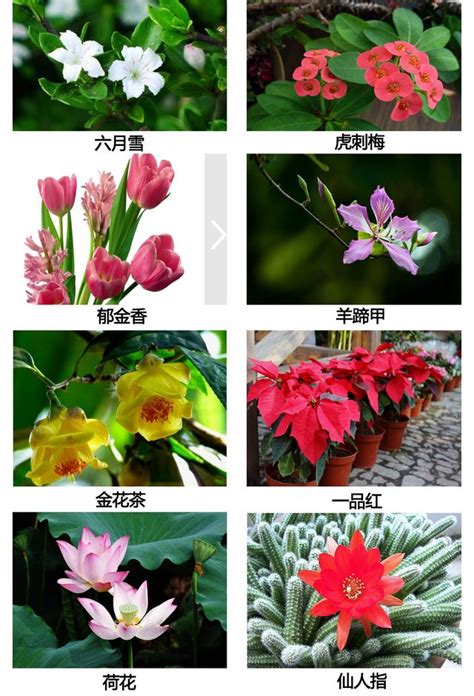 常见的144种多肉植物品种名称及图鉴_那花园花卉网(nahuayuan.com):花卉图片及名称大全,多肉植物,专业花卉网站!爱花人的花园!