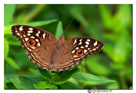go2india.in : Lemon Pansy butterfly open wings