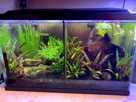 Acrylic Betta Fish Tank Dividers Aquarium Divider READ | Etsy