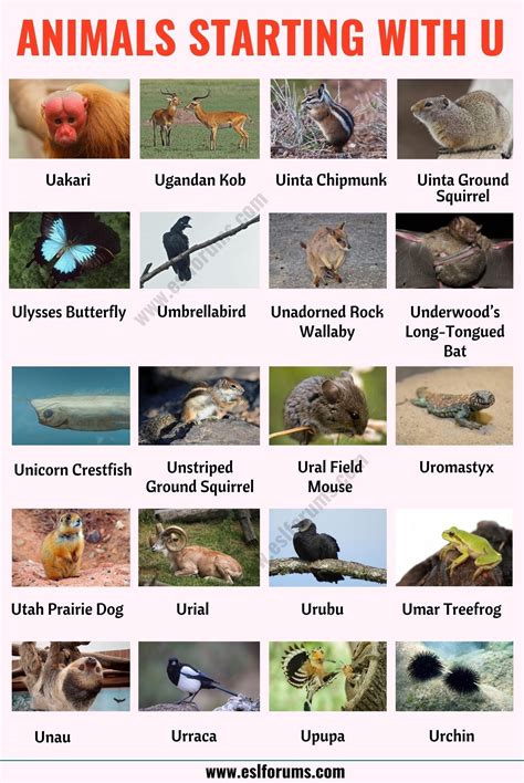 Animals that start with u list of 20 animal names that start with u in ...