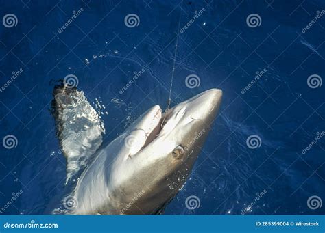 Young Sharks in Shallow Waters of Suwarrow Atoll, Cook Islands, Polynesia Stock Photo - Image of ...