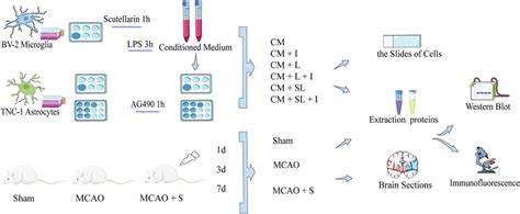 Image result for Pre-Lab Flow Chart