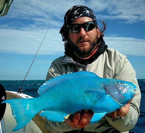 Blue Parrot Fish Fresh Blue Parrot Fish At Traditional Fish Market