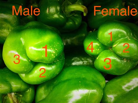 Williamsburg Hy-Vee On Twitter: "Male Bell Peppers Have Bumps & Are ...