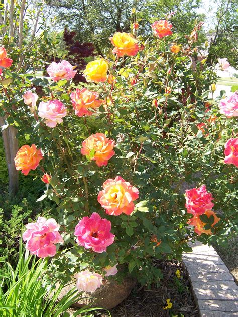 Rio Samba Rose - Beautiful Addition to Your Dream Garden